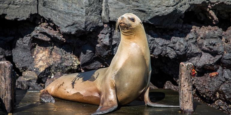 Galápagos — East, Central, & West Islands aboard the Eden