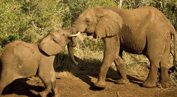 We believe that tourism can be a means for positive animal experiences for humans and animals alike