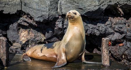 Galápagos — East, Central, & West Islands aboard the Eden