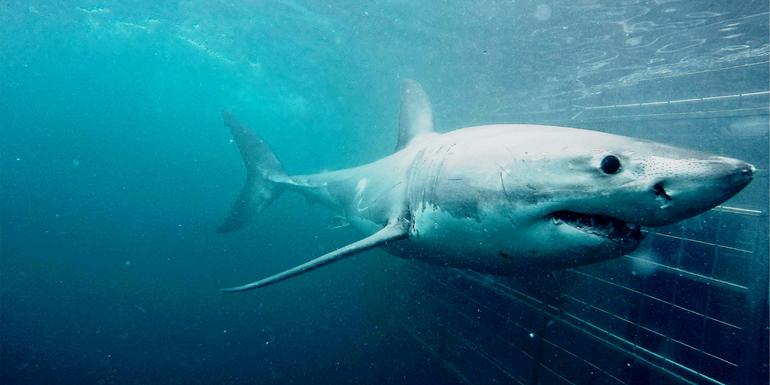 Cape Town Day Tour: Shark Cage Diving (full day)