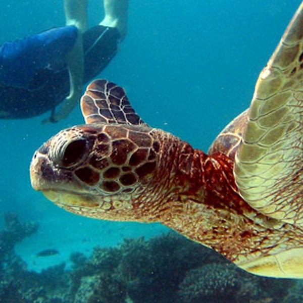 Galápagos North and Central Islands & Inca Discovery