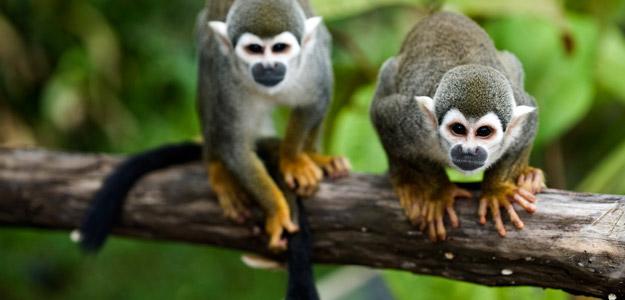 Two monkeys on a branch in the Amazon