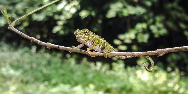 tourhub | G Adventures | Highlights of Madagascar 