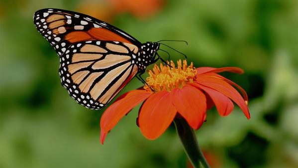 Communing with millions of monarch butterflies in Mexico? Ultimate bragging rights earned! Join Jason Allen and check this experience off your bucket list.