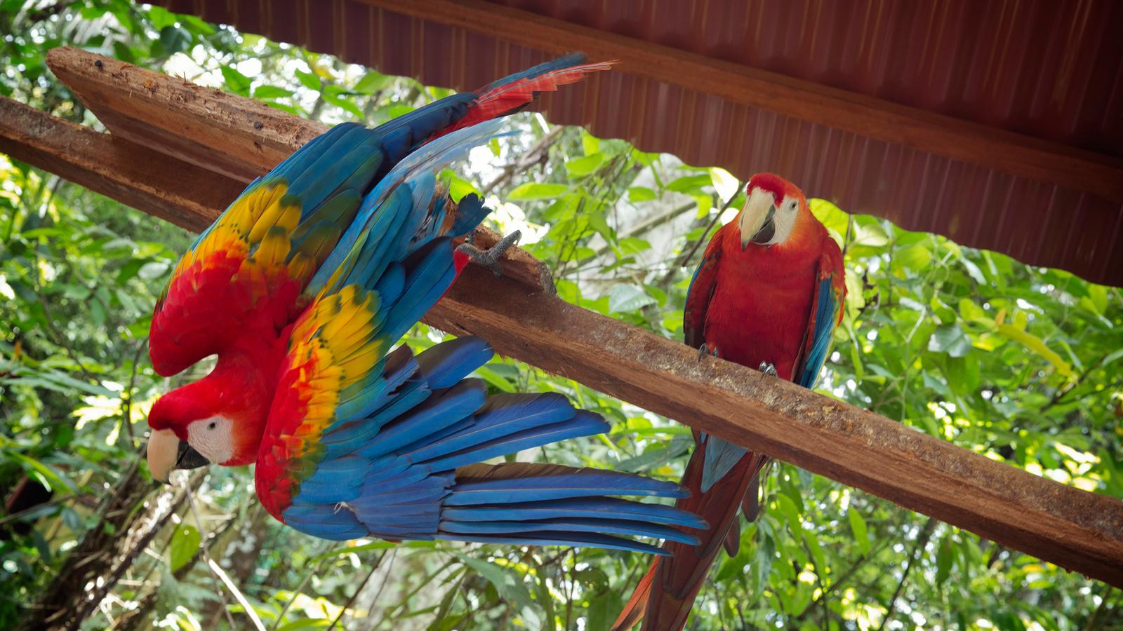 Parrots perched up on a wooden log in the Amazon jungle, Peru