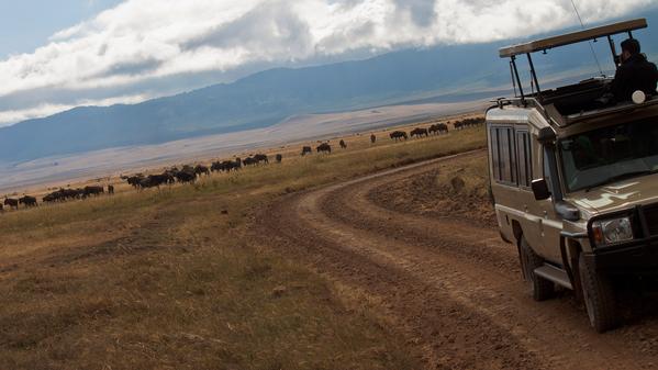 Have you heard about the herd? Check out this infographic about the great migration in Africa