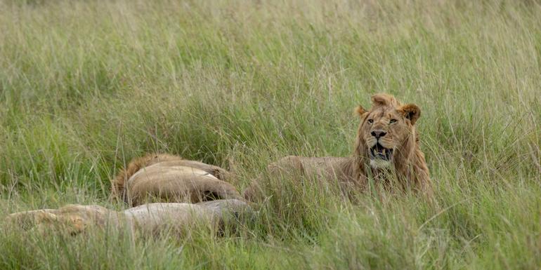 Kenia & Tansania Camping-Safari