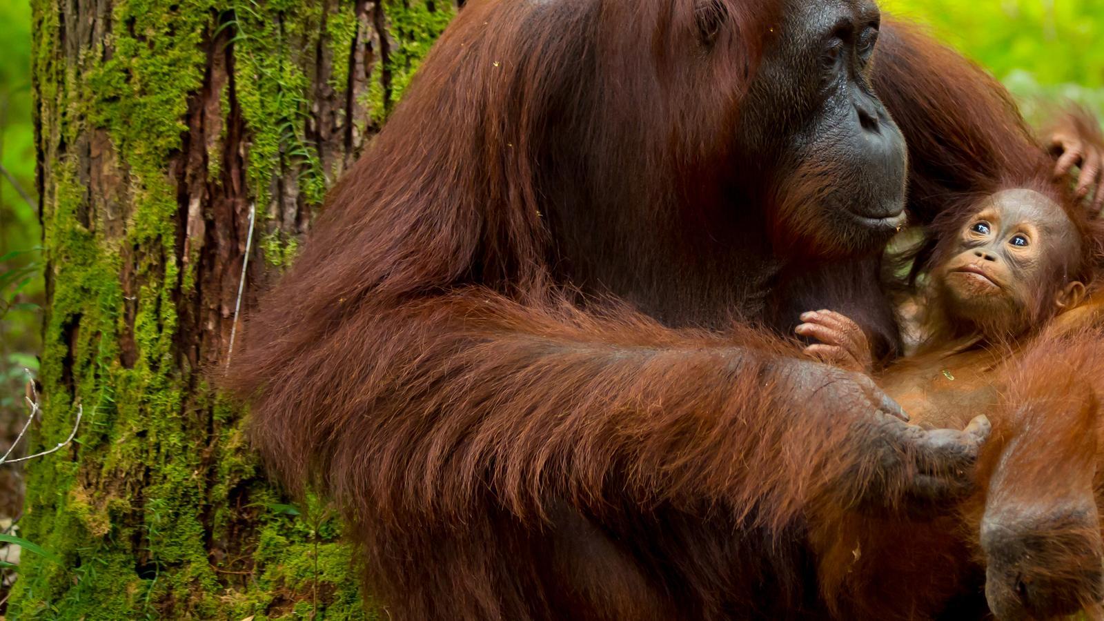 6 amazing wildlife encounters - G Adventures