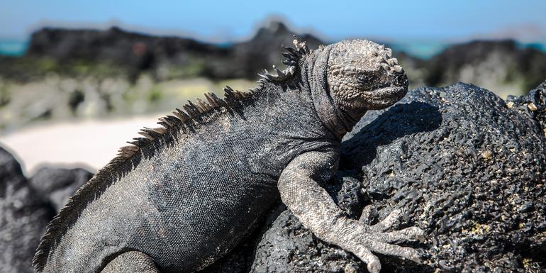 Galápagos — North & Central Islands aboard the Eden