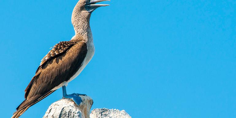 Galápagos – West and Central Islands aboard the Reina Silvia Voyager (Cruise Only)