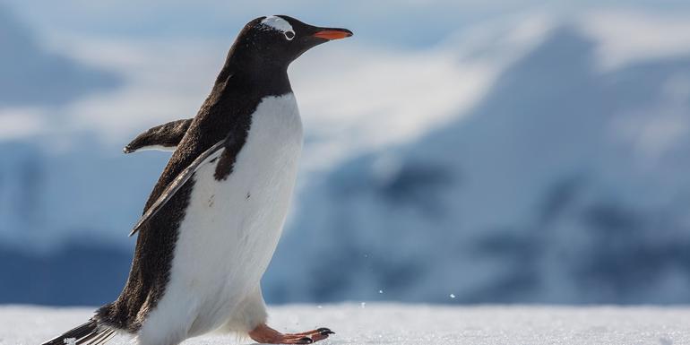 Falklands, South Georgia & Antarctica