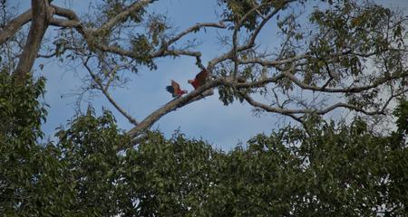 Local Living Ecuador—Amazon Jungle