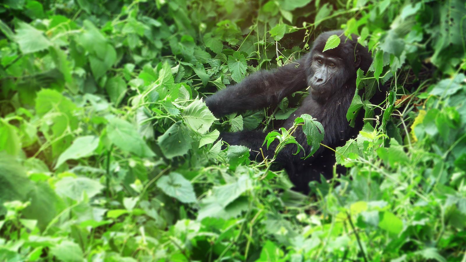 A proud gorilla notices the camera while lounging in the green lush forest in Uganda