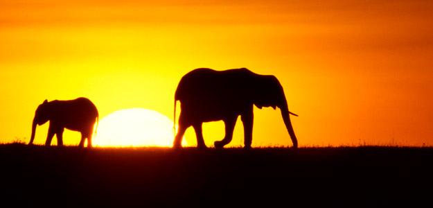 Elephant silhouette at sunset in Kenya.