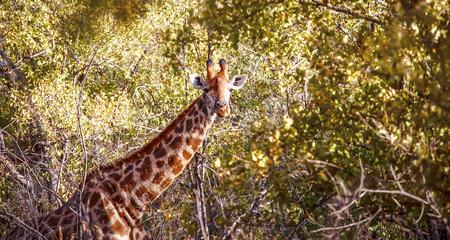 Highlights of Kruger National Park