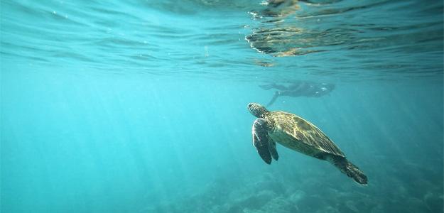 Turtle Swimming in the Ocean off the Coast of the Galapagos Islands