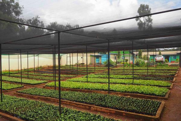 Trees for Kenya is reviving degraded forests, transforming small farms, and creating new opportunities for women and youth