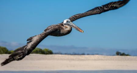 Galápagos — North, Central, & South Islands aboard the Eden