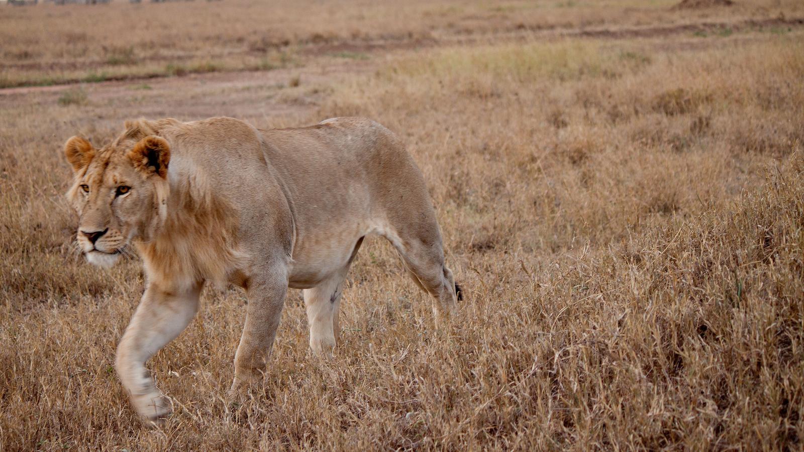 Serengeti to Victoria Falls Overland: Night Stars & Spices