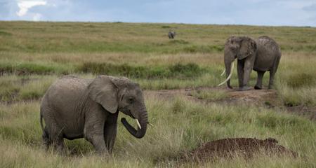 Masai & Tanzania Camping Safari