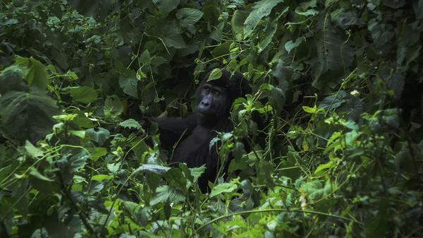 Visiting mountain gorillas in their natural habitat fosters a greater appreciation for the animals — and helps ensure their conservation