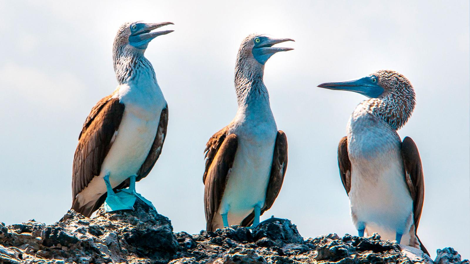 Galapagos - West and Central Islands aboard the Integrity (Cruise Only)