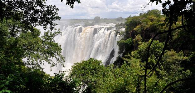 Greenery near Victoria Falls.