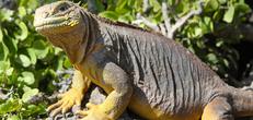 Galapagos Camping Adventure