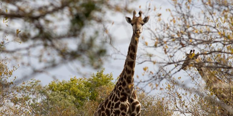 Victoria Falls to South Africa Overland Safari & Participation Camping