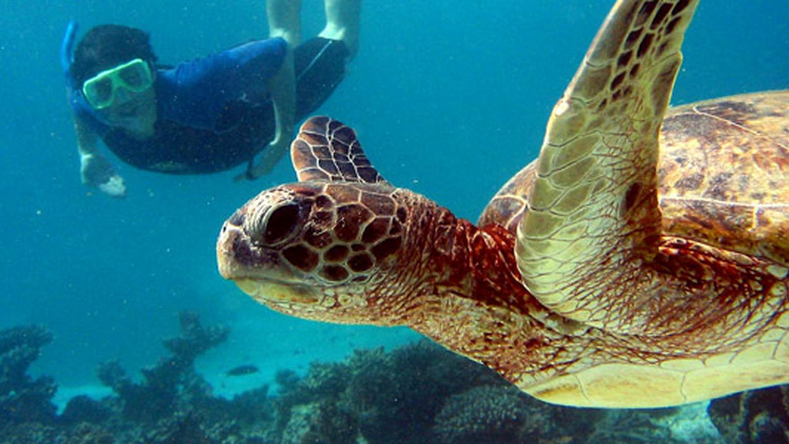 Galápagos North and Central Islands & Inca Discovery