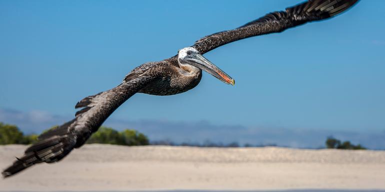 Galápagos — North, Central, & South Islands aboard the Eden