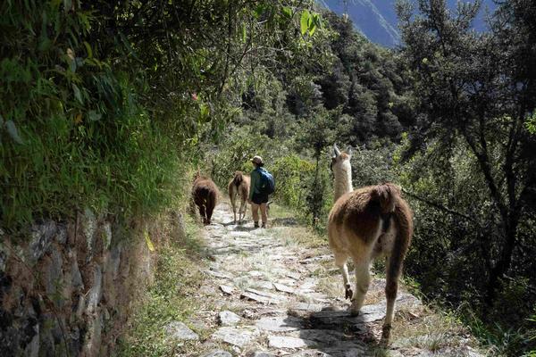 From discovering wild mint near Machu Picchu, to indulging in Pachamanca feasts, a photographer shares her takeaways from a trip to Peru