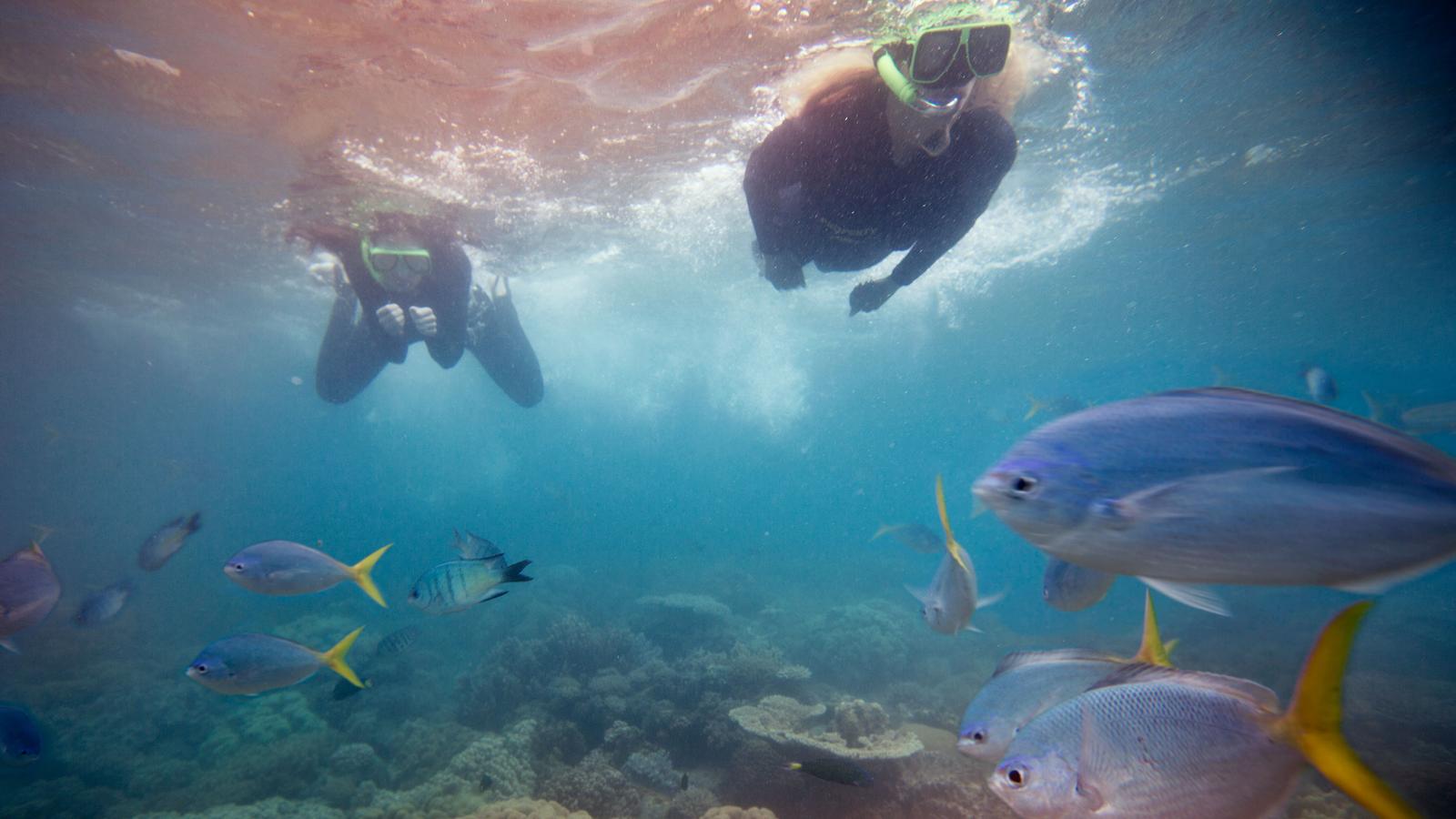 Snorkelling in the clear blue waters of the Whitsunday Islands Reef, Australia