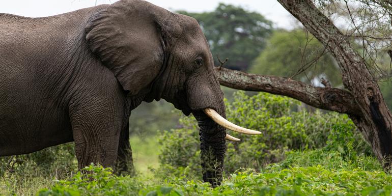 Signature: Southern Africa’s Highlights, Cape Town, Victoria Falls & the Okavango Delta image