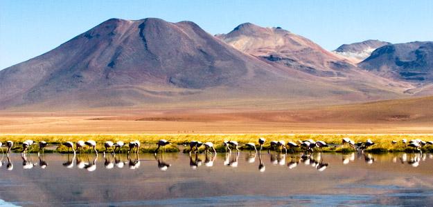 Flamingos gather in front of a beautiful vista