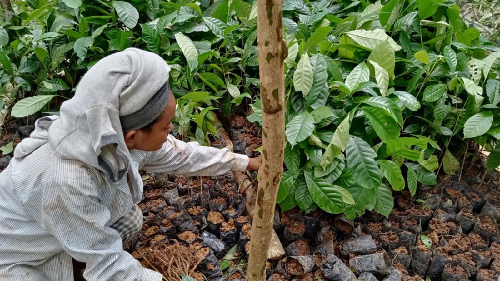 Native Tree Planting Indigenous Forest Restoration in the Philippines | G Adventures