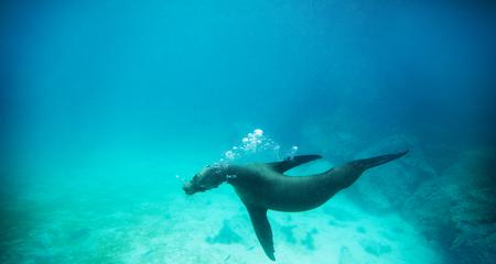 Upgraded Land Galapagos, Land-Only