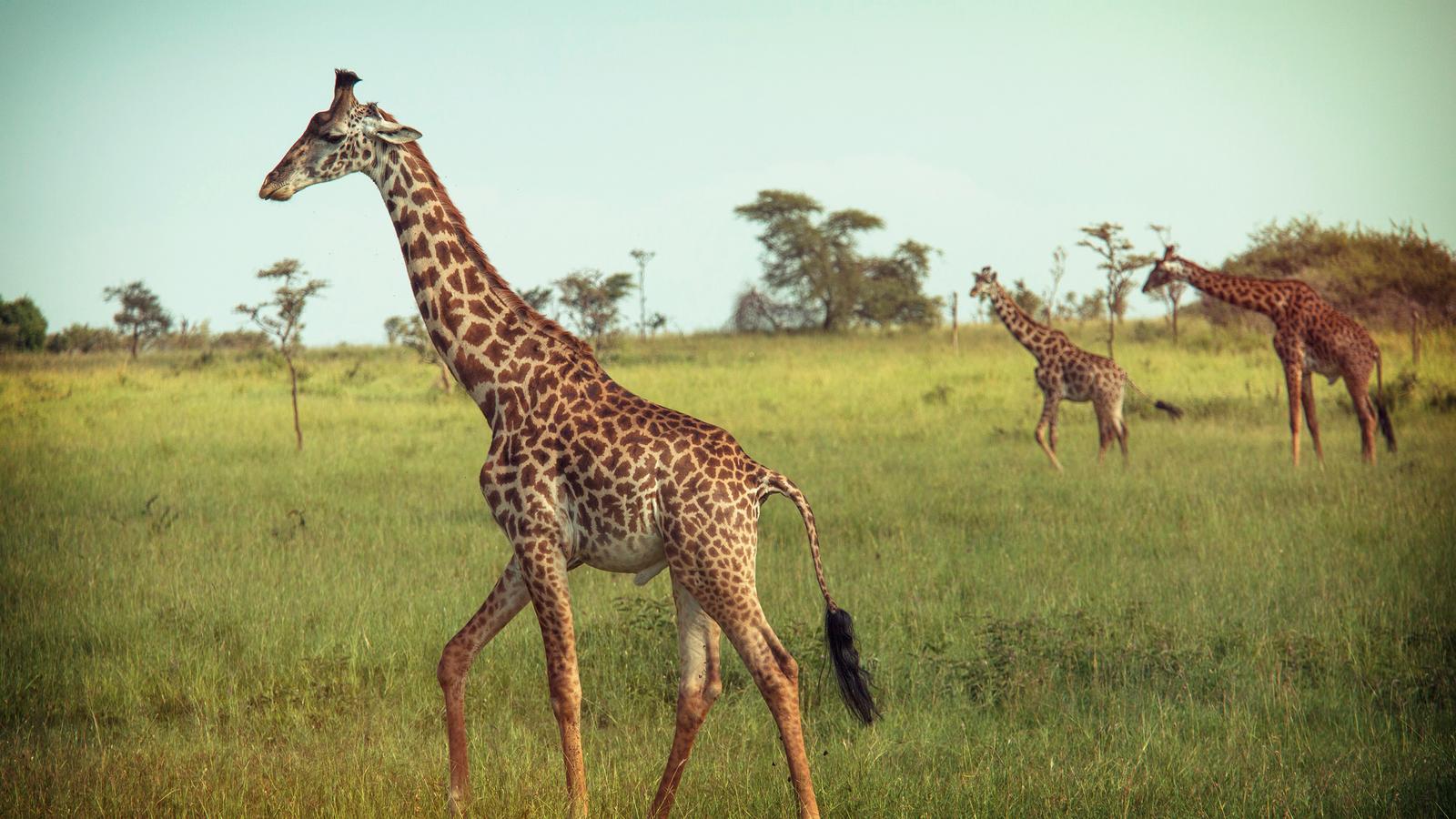 A group of giraffes strut their stuff in the Serengeti National Park, Tanzania
