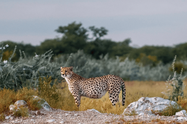 Meet one of G Adventures’ CEOs in South Africa whose goal is to inspire meaningful conversations around conservation