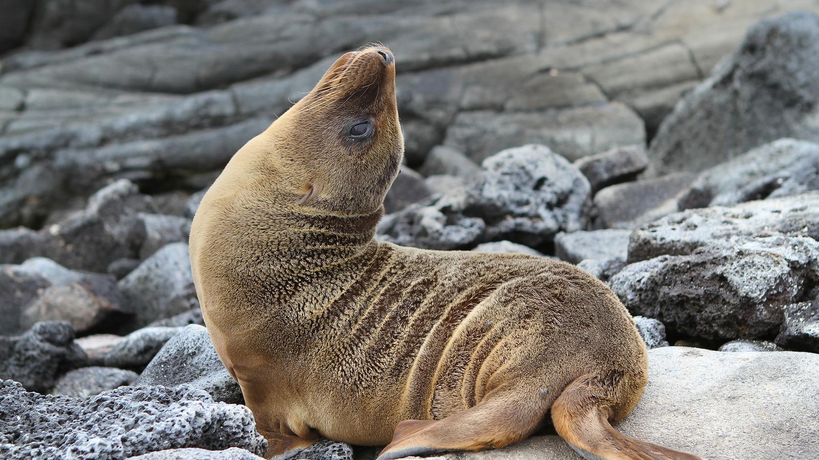 Sea-lion pup posing for a photo