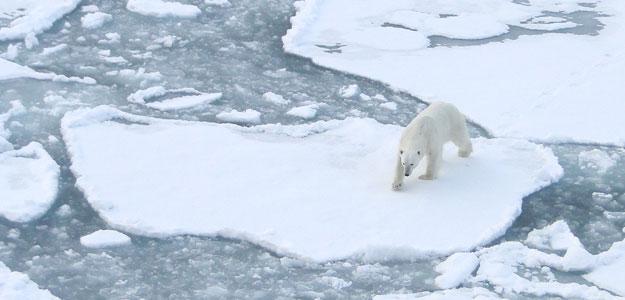 Polar bear on ice.