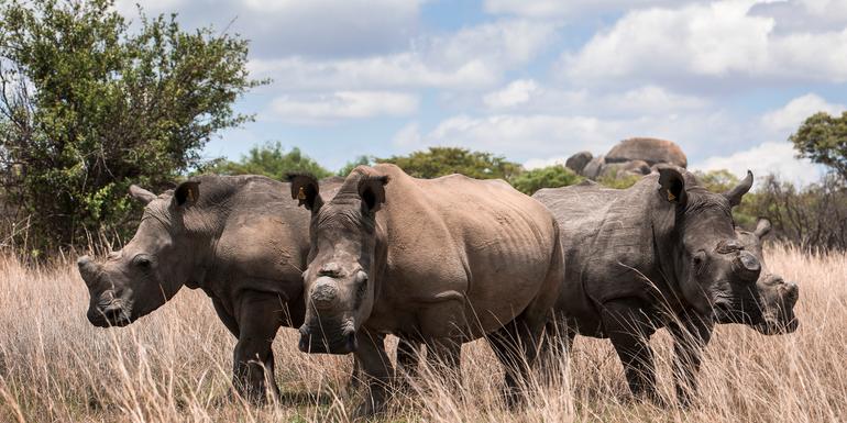 The Great Southern Africa Safari