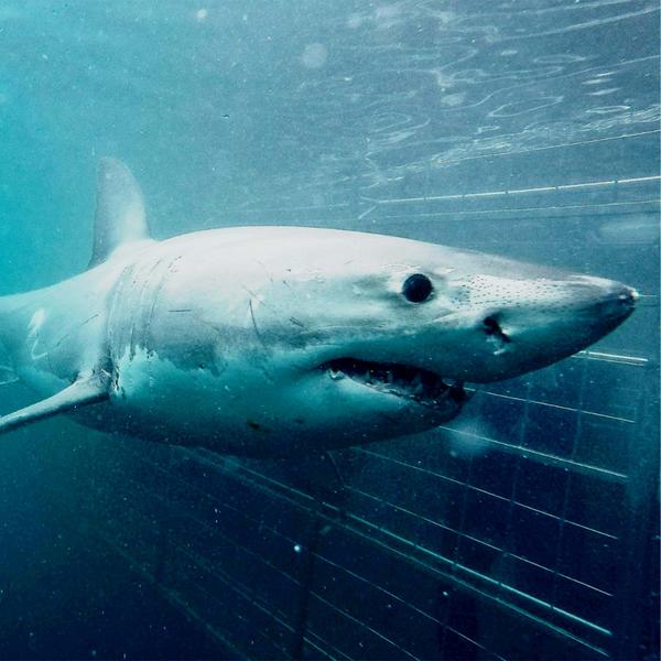 Cape Town Day Tour: Shark Cage Diving (full day)