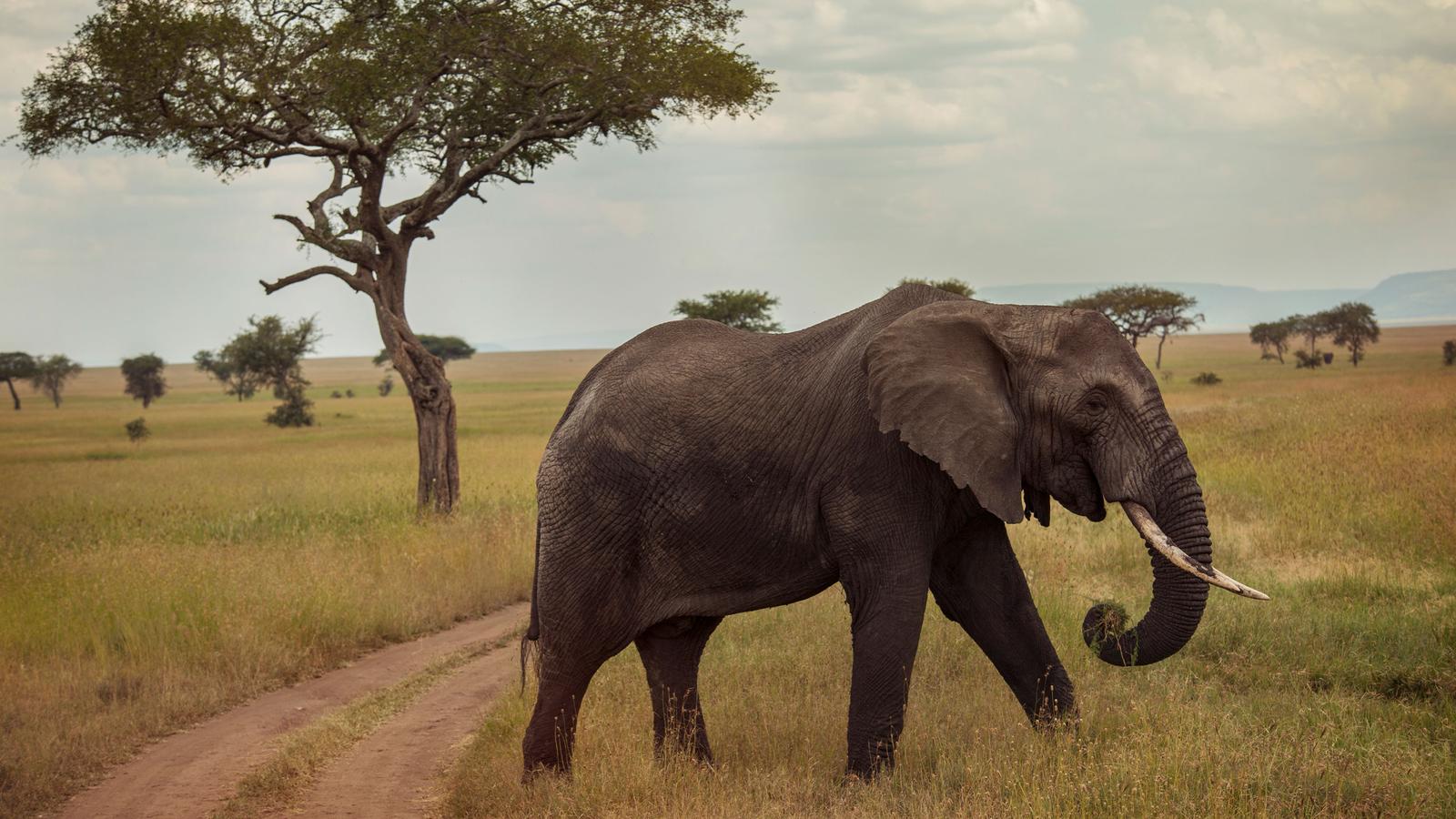 Upgraded Serengeti Family Safari