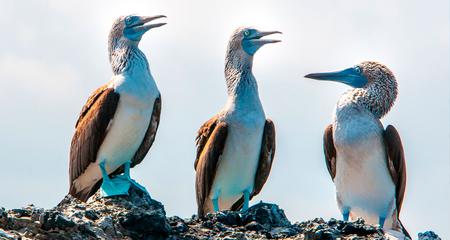 Galapagos - West and Central Islands aboard the Integrity (Cruise Only)