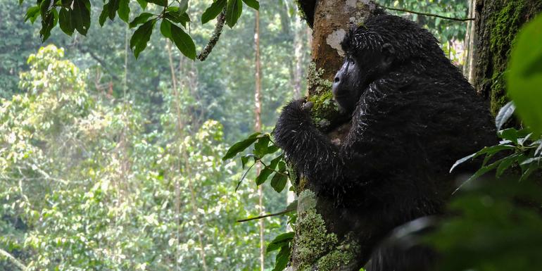 Kenya & Uganda Gorilla Overland: Forests & Wildlife Spotting