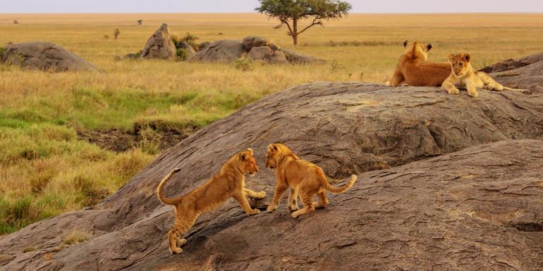 East Africa Overland: Serengeti & Safari Drives