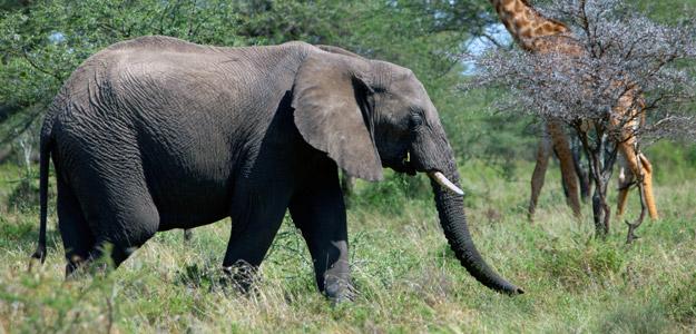 Watching elephants in Africa