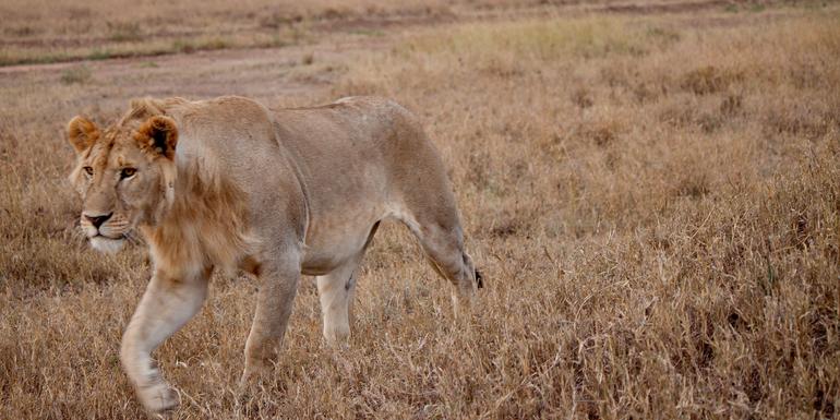 Serengeti to Victoria Falls Overland: Night Stars & Spices