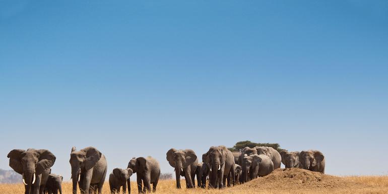 Safari in Kenia & Tansania